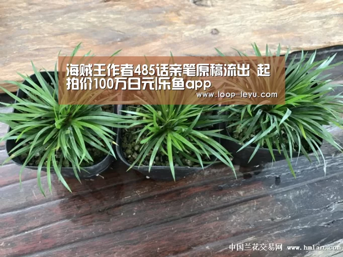 海贼王作者485话亲笔原稿流出 起拍价100万日元|乐鱼app(图1) 乐鱼体育